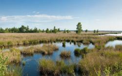 Fochteloërveen wandeling. Aanmelden kan nu!